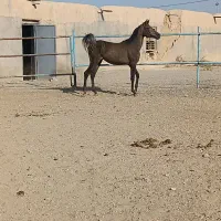 یک راس مادیان کردبهمراه ۲ راس کره  مدرک دار|اسب و تجهیزات اسب‌سواری|گلپایگان, |دیوار