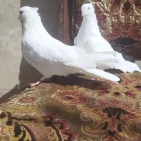 سفید اراکی اصیل|پرنده|شیراز, عادل آباد|دیوار
