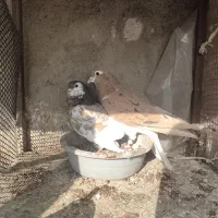 ساده زرد پر خال سیاه