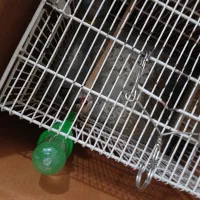 سیره|پرنده|خرمآباد, |دیوار