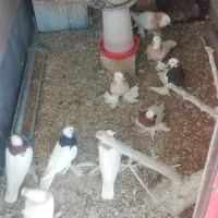 کبوتر طوقی سلطنتی