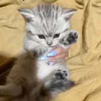 توله اسکاتیش و بیریتیش وارداتی|گربه|آمل, |دیوار