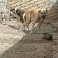 توله نرو و ماده