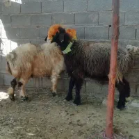 فروش میش بره کهره بز شیشک بختیاری شهر کردی|حیوانات مزرعه|کوار, |دیوار