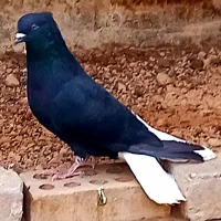 کبوتر دم سفید طوقی آلمانی رنگه