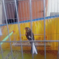 سینه سرخ و سهره سرسیاه ماده قناری