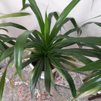 فروش گل پاندانوس