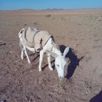 خر فروشی