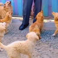 واگذاری رایگان تعدادی سگ پاکوتاه اشپیتز|سگ|هشتگرد, خور|دیوار