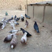 کبوتر پرشی|پرنده|اصفهان, سپاهان‌شهر|دیوار