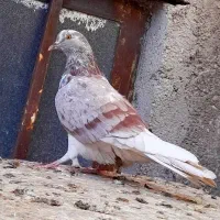 ماده گرگی گرفتنی