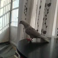کبوتر خال پس درحد کلاف