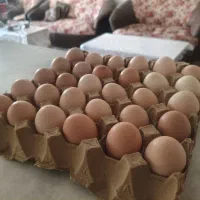 تخم مرغ محلی|خوردنی و آشامیدنی|نیشابور, گمنام غربی|دیوار