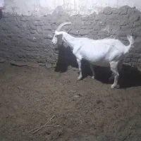 چپش وبز باکره قشنگ|حیوانات مزرعه|اردکان, |دیوار
