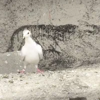 ماده نقره ای