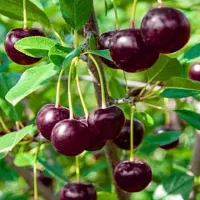 نهال آلبالو مربایی ، درخت آلبالو دوساله. نهالستان