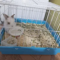 خرگوش ایتالیایی  با قفس بزرگ    غذا  معاوضه  پرنده