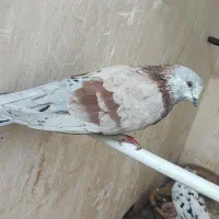 کفتر