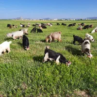 بز و بز غاله وبز هوشک چاق وهیکلی برای مراسمات