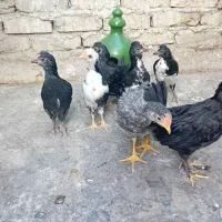 نیمچه مرغ و خروس گلین