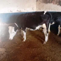 گوساله ماده