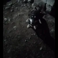 سگ پاکوتاه ماده مفت