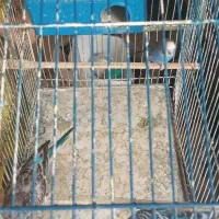 مرغ عشق|پرنده|تهران, شکوفه (عبدل آباد)|دیوار