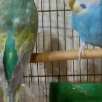 مرغ عشق رنگین کمانی|پرنده|تهران, امام حسین|دیوار