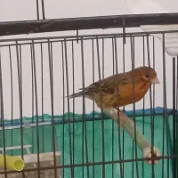 قناری|پرنده|بوشهر, |دیوار