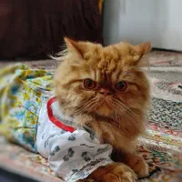 گربه پرشین کت