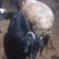 گوسفند بز|حیوانات مزرعه|صومای برادوست, |دیوار