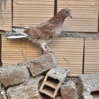 کبوتر هما سرور جوجه|پرنده|رباط‌کریم, رباط‌کریم|دیوار