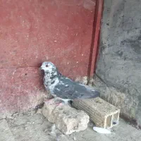 کفتر گرفتنی|پرنده|قم, هفت تیر|دیوار