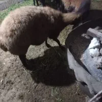 گوسفند ابستن سنگین فروش فوری|حیوانات مزرعه|ساری, |دیوار