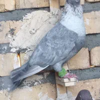 کفتر بوم پرشی