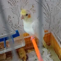 معاوزه باقناری