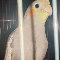 عروس پاریس هلندی