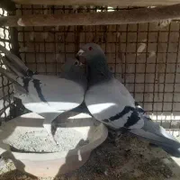 کبوتر|پرنده|مبارکه, |دیوار