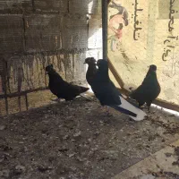 کفتر سیاه دم سفید|پرنده|برخوار, |دیوار