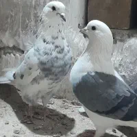 کبوتر پرشی ۴ عدد|پرنده|مشگین شهر, |دیوار