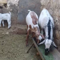 فروش عدد حیوان سومال|حیوانات مزرعه|کوخرد هرنگ, |دیوار