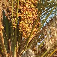 منزل مسکونی دستجه