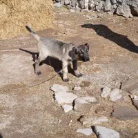 توله سگ نر|سگ|سراب, |دیوار