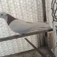 طوقی خرمایی زرد