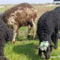 4راس بره خرج خور شالی