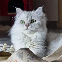 گربه بریتیش لانگ هیر سلطنتی خالص