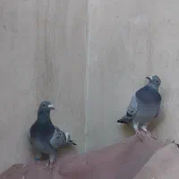 کفترنرماده پلاکی سبزپولکی قره چاپی کیلومتری هوایی|پرنده|مشهد, رضاشهر|دیوار