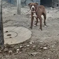 واگذاری چندلایه سگ