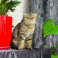 اسکاتیش دبل فولد