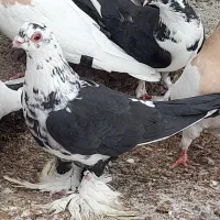 ساری لوتی|حیوانات|مرند, |دیوار